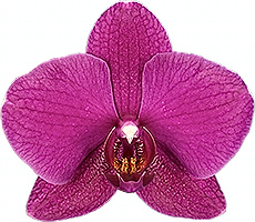 bloemgrootte: 331157