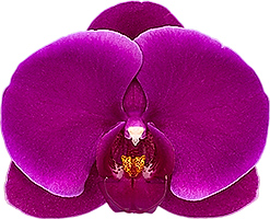 bloemgrootte: 332060