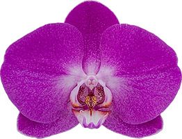 bloemgrootte: 10