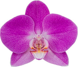 bloemgrootte: 10