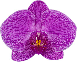 bloemgrootte: 10,5