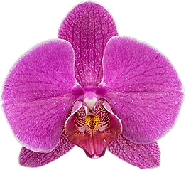 bloemgrootte: 10