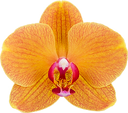 bloemgrootte: 9