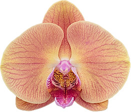 bloemgrootte: 315240
