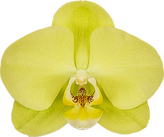 bloemgrootte: 10