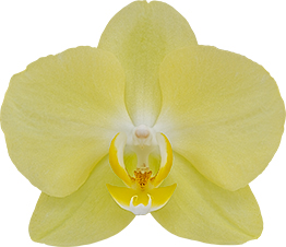 bloemgrootte: 9,5