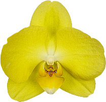 bloemgrootte: 353526