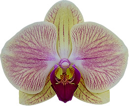 bloemgrootte: 10,5