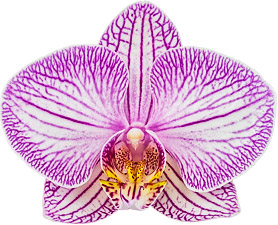 bloemgrootte: 11,5