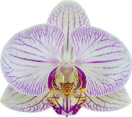 bloemgrootte: 9,5