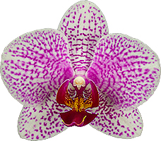 bloemgrootte: 311572