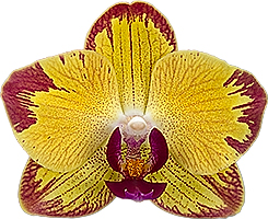 bloemgrootte: 311705
