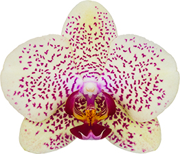 bloemgrootte: 352805
