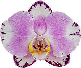 bloemgrootte: 10,5