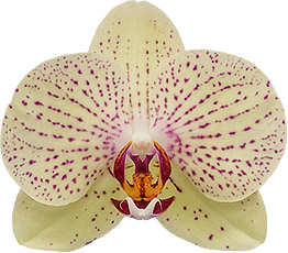 bloemgrootte: 8,5