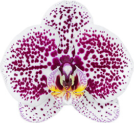 bloemgrootte: 9,5