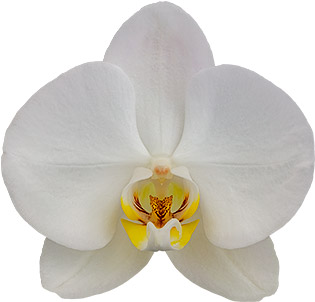 bloemgrootte: 345003