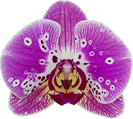 bloemgrootte: 11