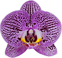 bloemgrootte: 10