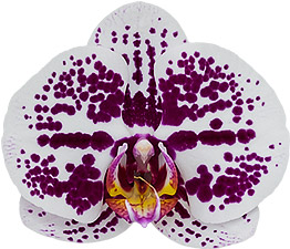 bloemgrootte: 9,5