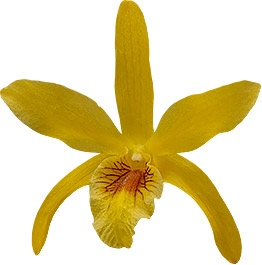 bloemgrootte: 0