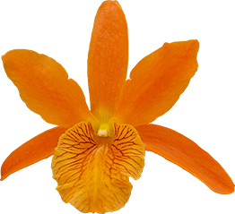 bloemgrootte: 0