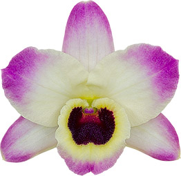 bloemgrootte: 0