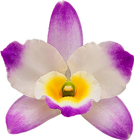bloemgrootte: 0