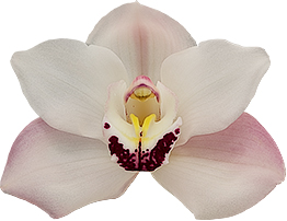 bloemgrootte: 8663