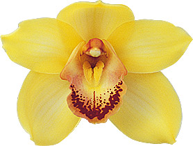 bloemgrootte: 8242