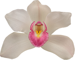 bloemgrootte: 8469