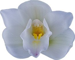 bloemgrootte: 8667