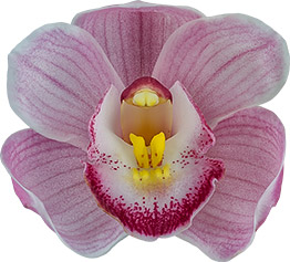 bloemgrootte: 8676