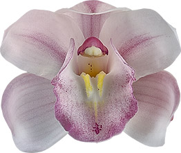 bloemgrootte: 8679