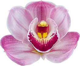bloemgrootte: 8681