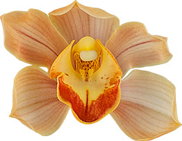 bloemgrootte: 8687
