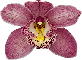 bloemgrootte: 8425