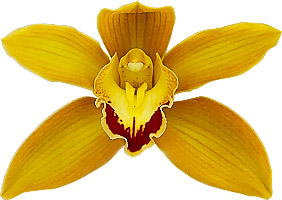 bloemgrootte: 8467