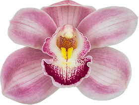 bloemgrootte: 8470
