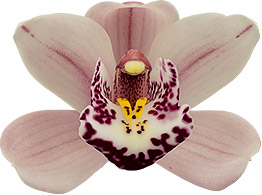 bloemgrootte: 8157
