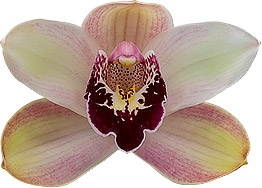 bloemgrootte: 8171