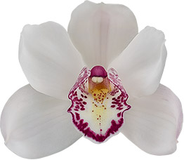 bloemgrootte: 8231