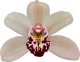 bloemgrootte: 8238