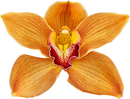 bloemgrootte: 8281