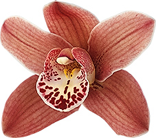 bloemgrootte: 8490