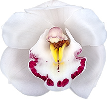 bloemgrootte: 8492