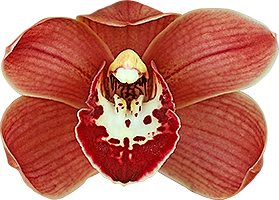 bloemgrootte: 8500