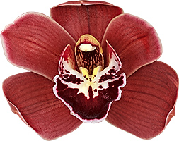 bloemgrootte: 8503