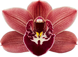bloemgrootte: 8506
