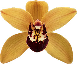 bloemgrootte: 8567